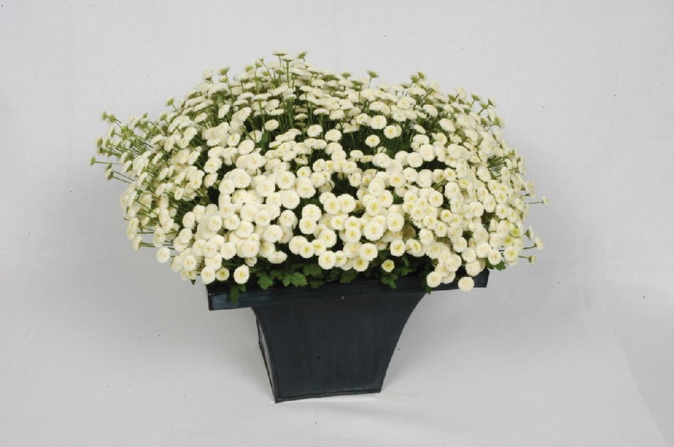 Хризантема девичья Вегмо Сноубол Экстра (Матрикария Vegmo Snowball Extra)