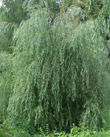 Ива гибридная Идеал (Ideal)