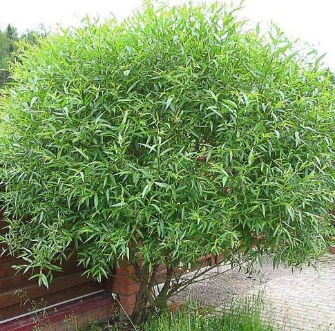 Ива гибридная Шаровидный Карлик 