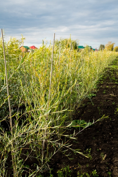 Ива Ледебура (пирамидальная форма)