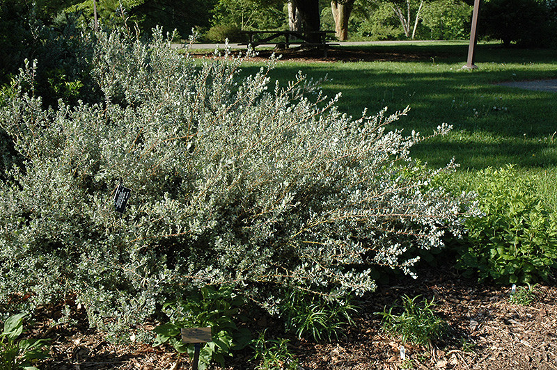 Ива ползучая Аргентеа (Argentea)