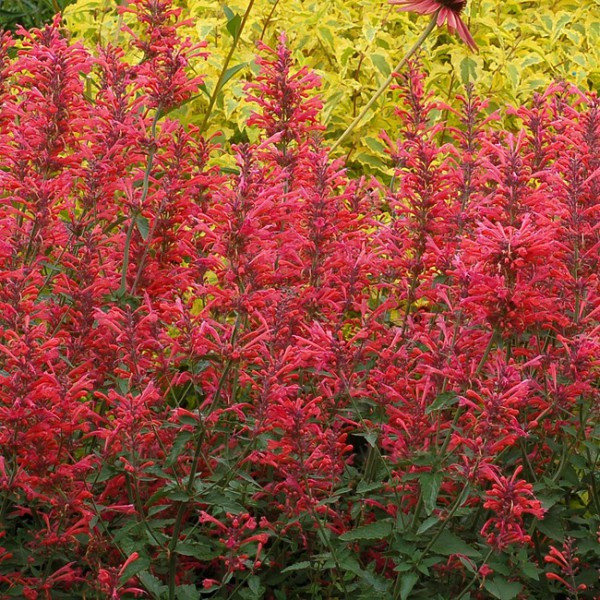 Лофант гибридный Кудос Корал (Kudos Coral) 