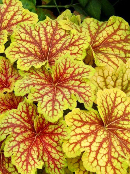 Гейхера гибридная Ред Лайтнинг (Red Lightning)