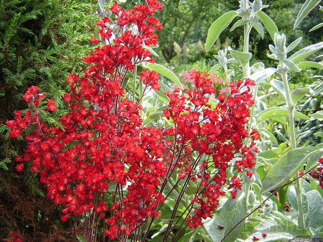 Гейхера кроваво-красная Руби Беллз (Ruby Bells)