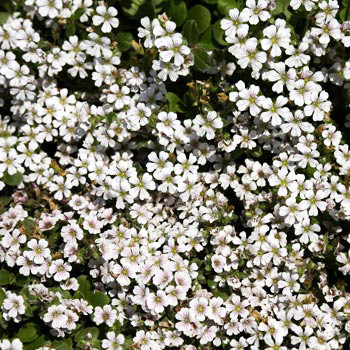 Гипсофила ясколковидная Пикси Сплеш (Pixie Splash)