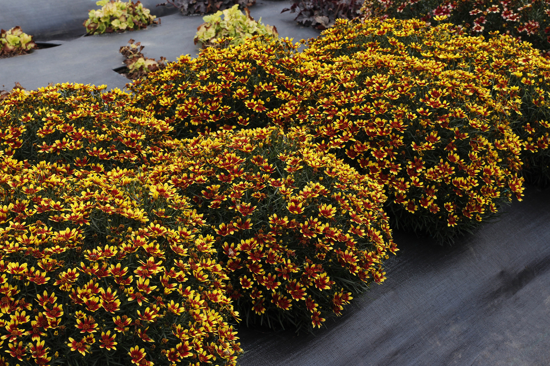 Кореопсис мутовчатый Ханейбанч Ред анд Голд (Honeybunch Red & Gold)