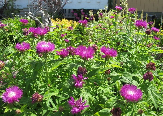 Василек подбеленный