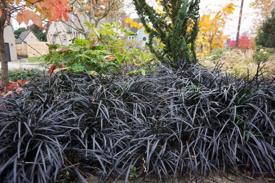 Офиопогон плоскострелый Нигресценс (Nigrescens)