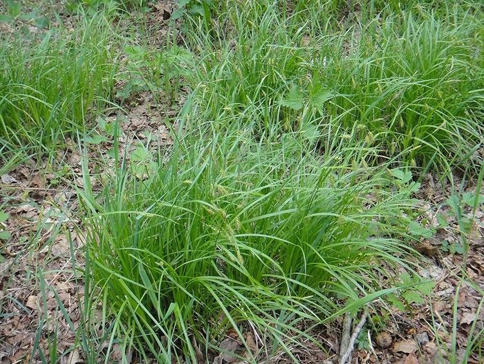 Осока Арнелла