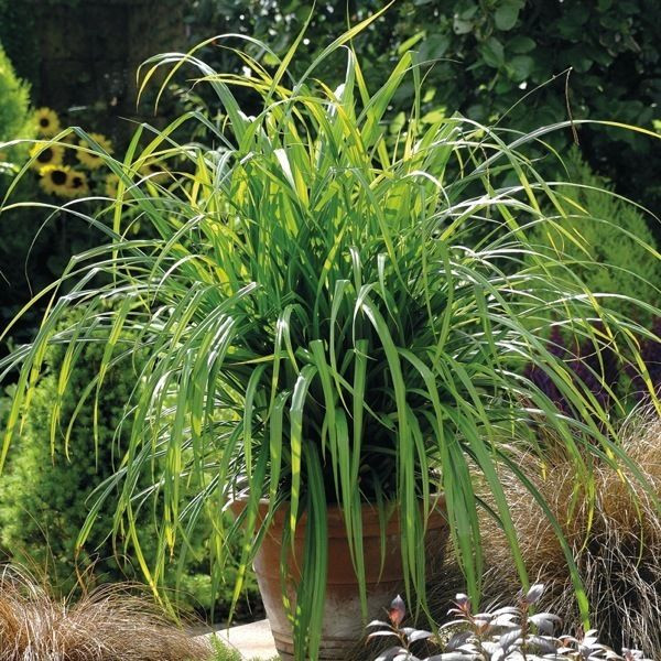 Осока висячая Фреш Лук (Fresh Look, Фрэш Лук)