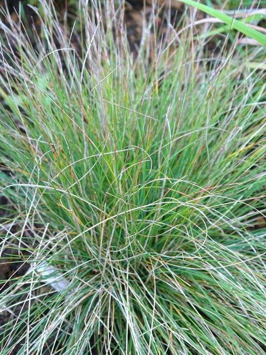 Овсяница аметистовая