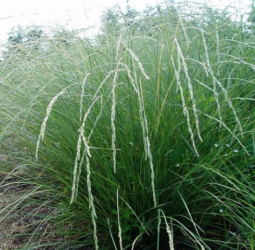 Овсяница Мейера (Мэйера, Мэра)