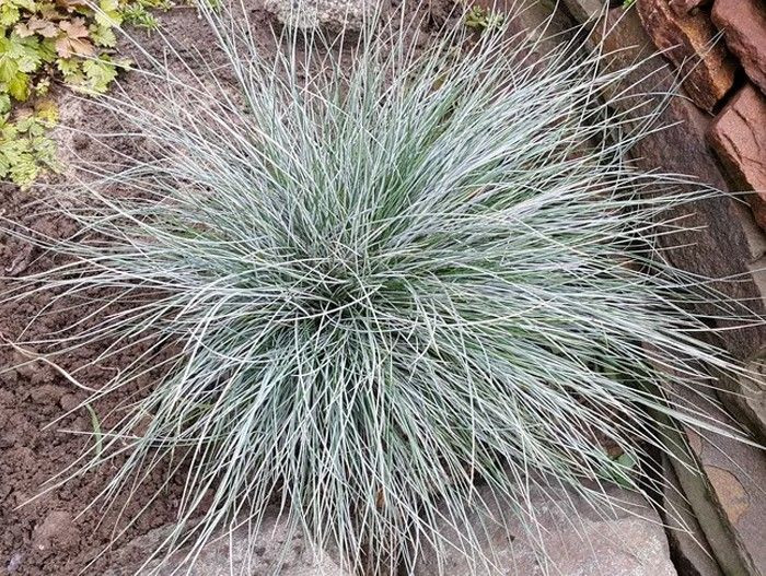 Овсяница сизая Фредди (Freddy)