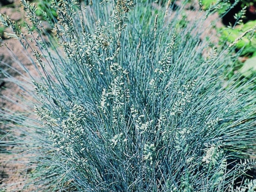 Овсяница валисская Бадди Блю (Buddy Blue)