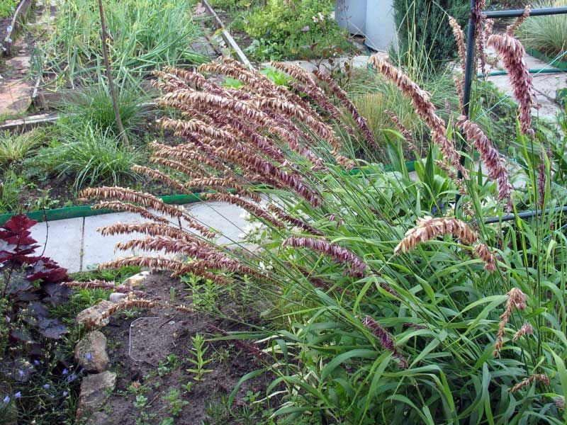 Перловник высокий Атропурпурея (Atropurpurea)