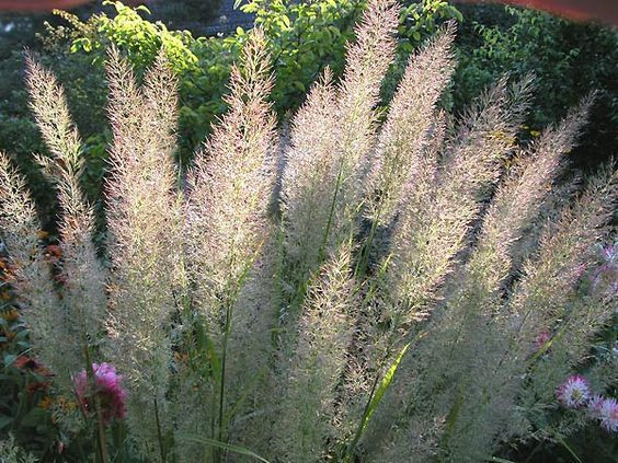 Вейник коротковолосистый 