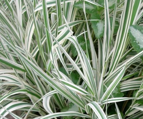 Фалярис тростниковый Физи (Feesey, Фессей)