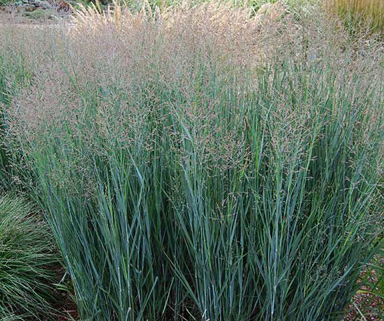 Просо прутьевидное Хеви Метал (Heavy Metal)