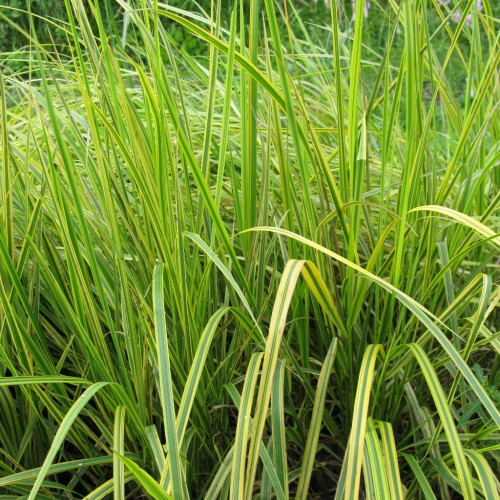 Лисохвост луговой Ауреовареигатус (Aureovariegatus)
