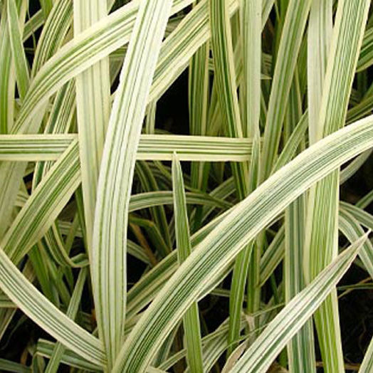 Манник большой Вариегата (Variegata)