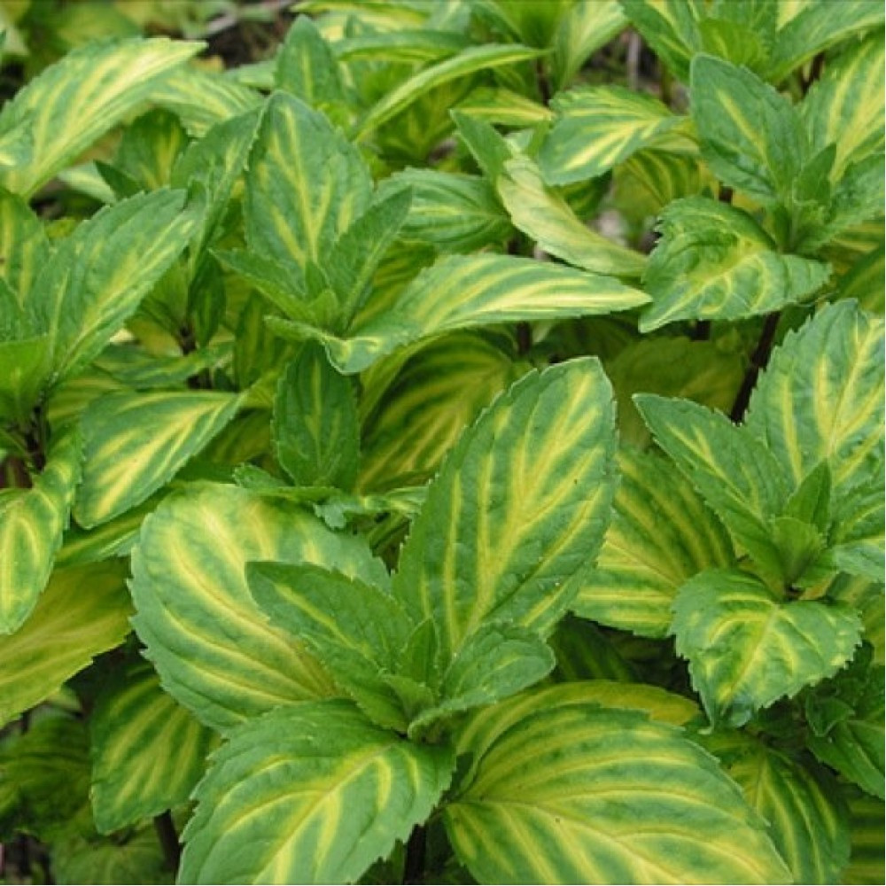 Мята имбирная Джинжер Минт (Ginger Mint) (Mentha gentilis Ginger Mint) -  описание сорта, фото, саженцы, посадка, особенности ухода. Дачная  энциклопедия.