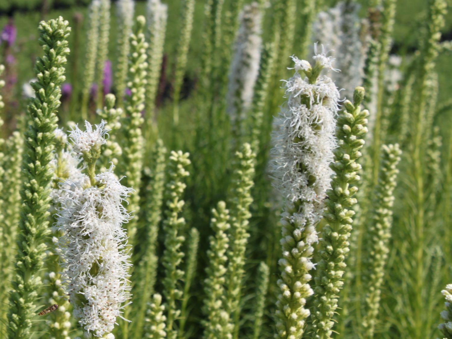 Лиатрис (Liatris spicata Alba)