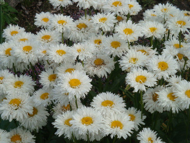 Нивяник наибольший Дейзи Крейзи (Daisy Crazy)