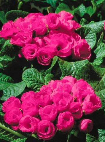 Примула махровая Праймлет Роуз Эдж (Primlet Rose Edge)