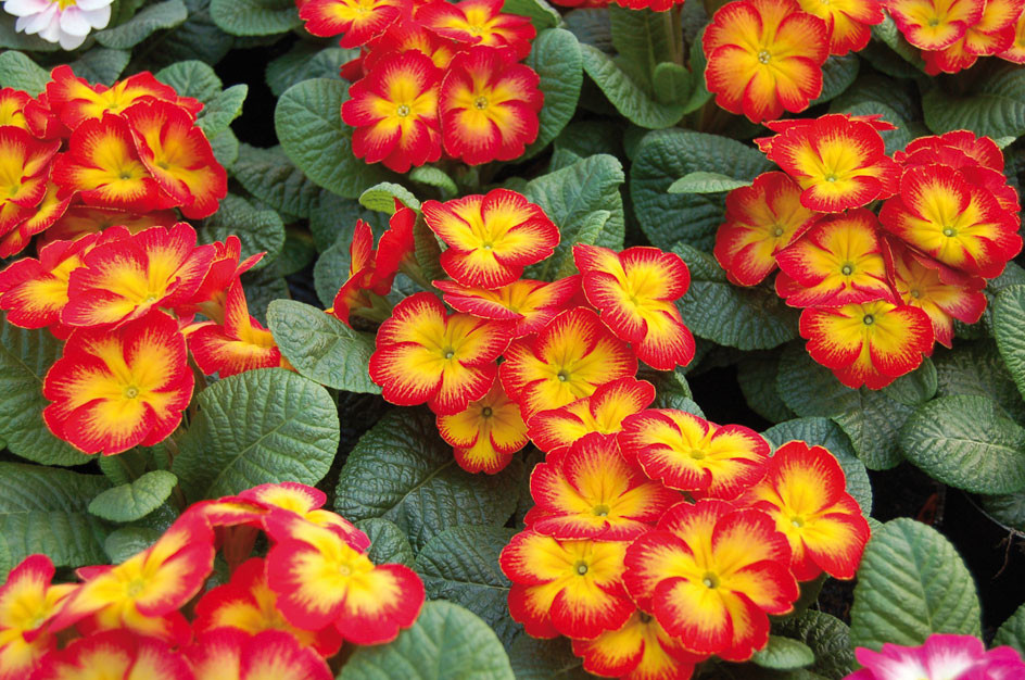 Примула бесстебельная Ред Флейм (Red Flame)