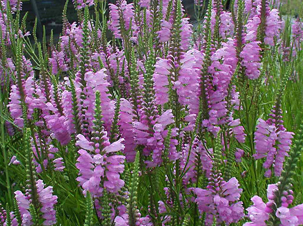 Физостегия виргинская Розеа (Rosea)