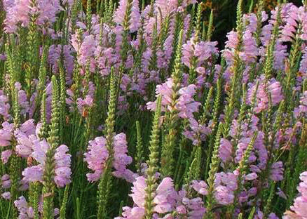 Физостегия виргинская Вивид (Vivid)