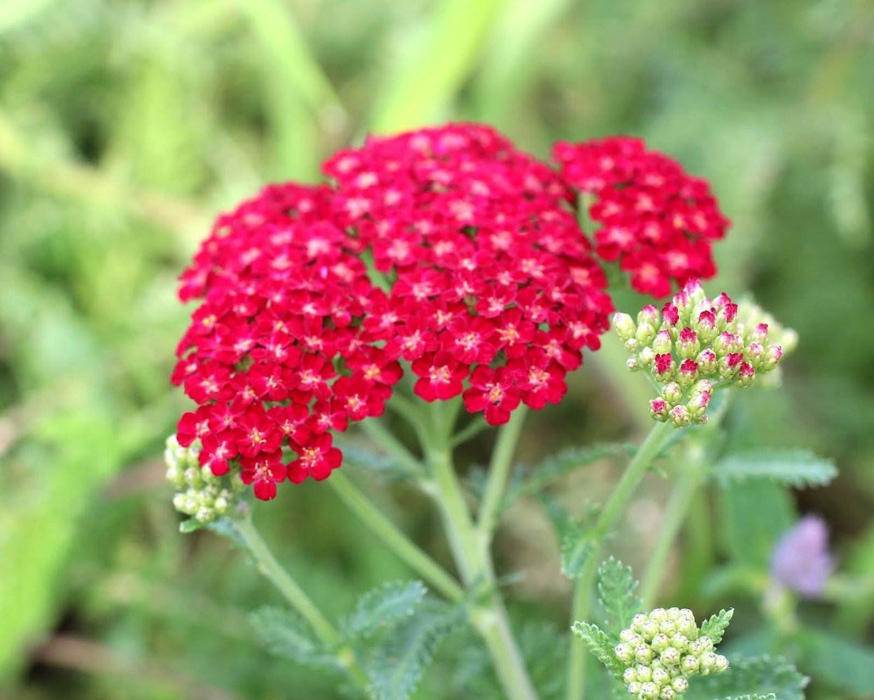 Тысячелистник обыкновенный Флауэрбраст Ред Шейдс (Flowerburst Red Shades, Фловер)