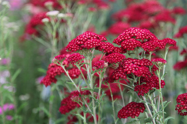 Тысячелистник обыкновенный Ред Вельвет (Red Velvet)