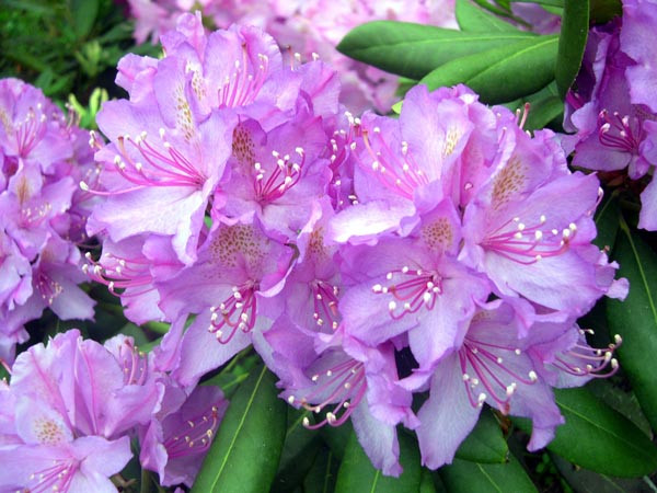 Рододендроны - цветут в июне