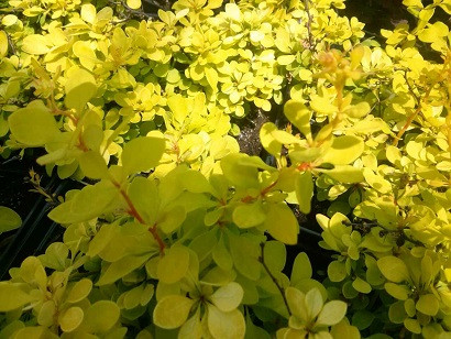 Барбарис Тунберга Эвита (Evita)