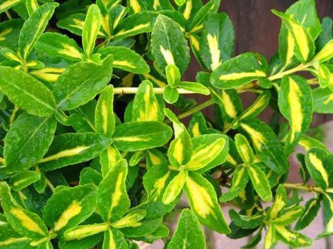 Бересклет Форчуна Санспот (Sunspot)