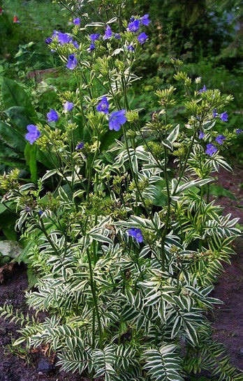 Синюха голубая Брайс д'Анжу (Brise D'Anjou, Бриз д'Анжоу)