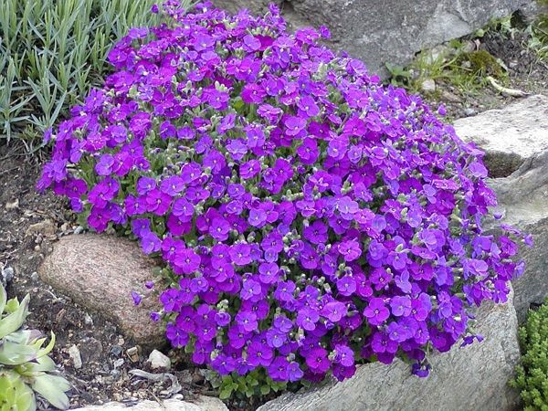 Обриета гибридная Каскад Перпл (Cascade Purple) (Cascade Purple ...