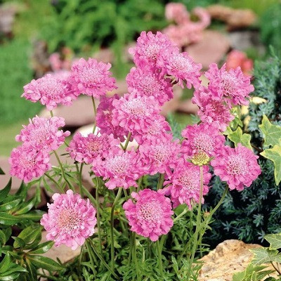 Скабиоза японская Ритц Роуз (Ritz Rose)