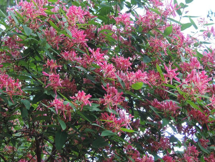 Жимолость татарская Розеа (Rosea)