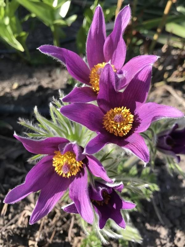 Прострел обыкновенный Пайнвил Блю Вайлет Шейдс (Pinwheel Blue Violet Schades, Пинвил Блу Виолет Шейдс)