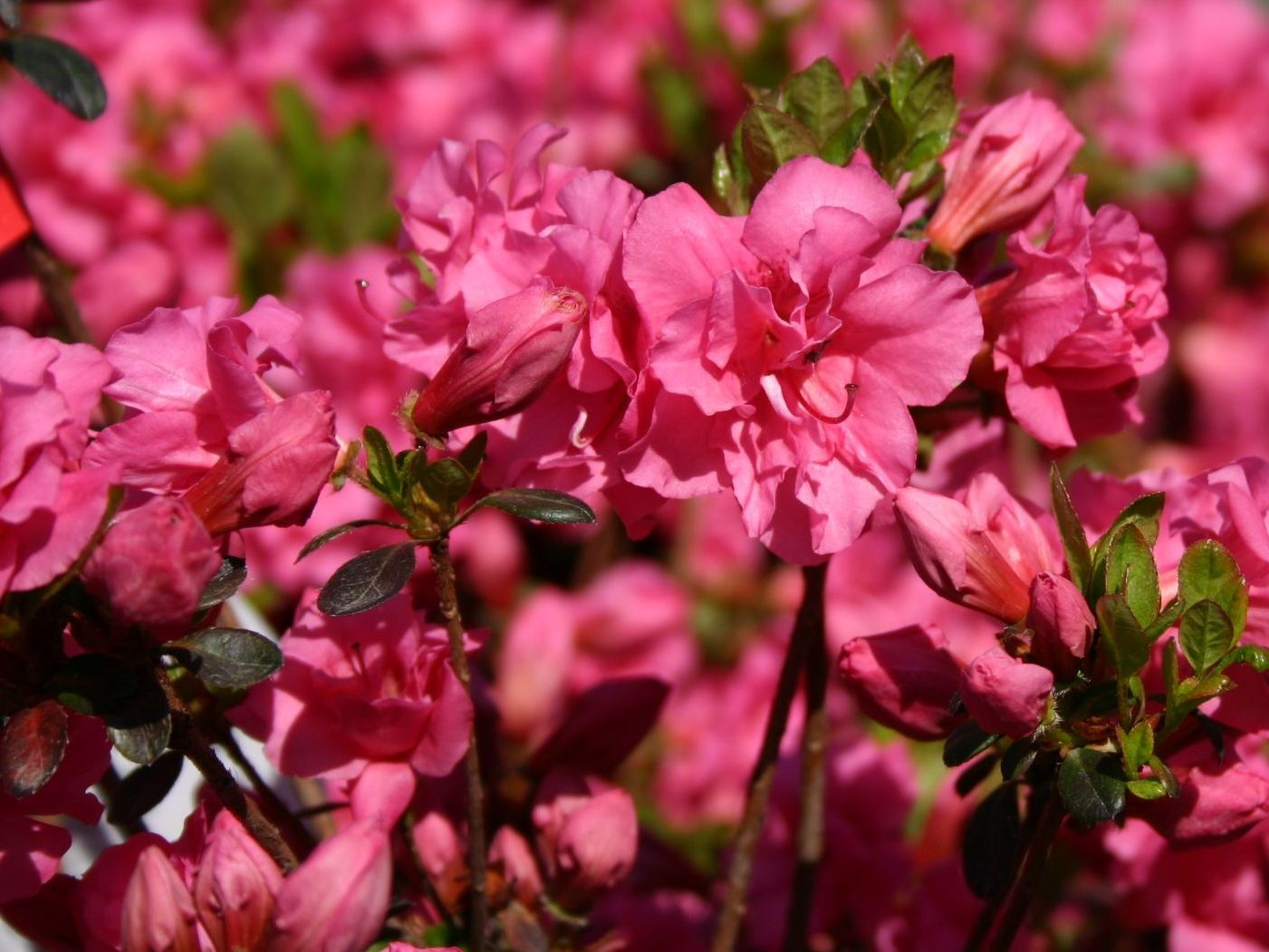 Азалия японская Бабушка (AZALEA JAPONICA BABUSCHKA) - описание сорта, фото,  саженцы, посадка, особенности ухода. Дачная энциклопедия.