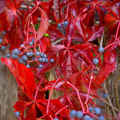 Виноград девичий пятилисточковый (Партеноциссус пятилисточковой)