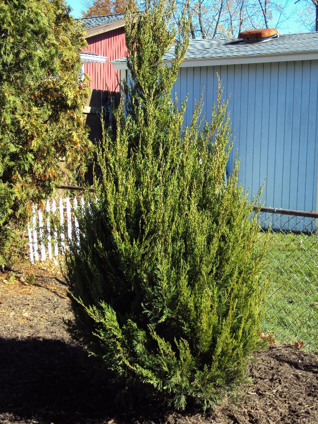 Можжевельник китайский Спирминт (Спиминт)