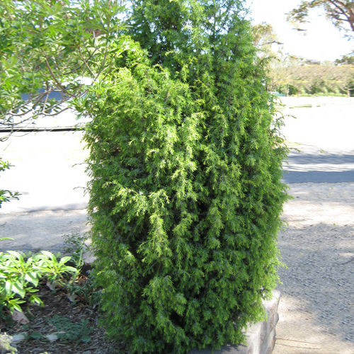 Можжевельник обыкновенный Шневердингер Голдмахангел