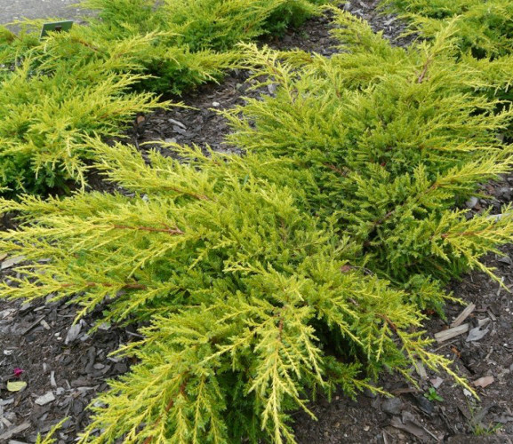 Можжевельник средний Голдкиссен 