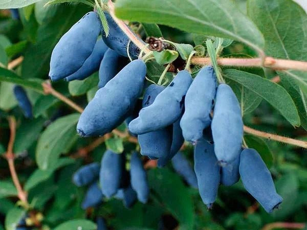 Сибирячка жимолость: июльские хлопоты   