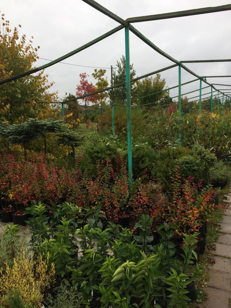 Питомник Головеньки