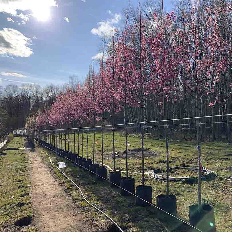 Питомник Вашутино  