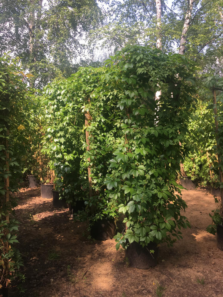 AGRO-RA садовый питомник 